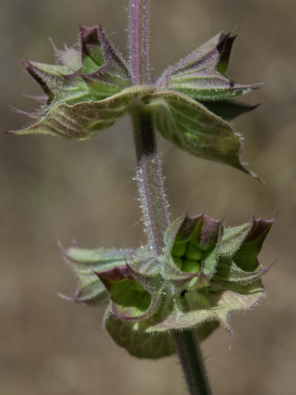 Salvia sclarea.24