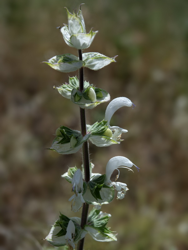 Salvia sclarea.31