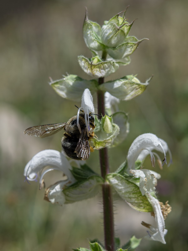 Salvia sclarea.32