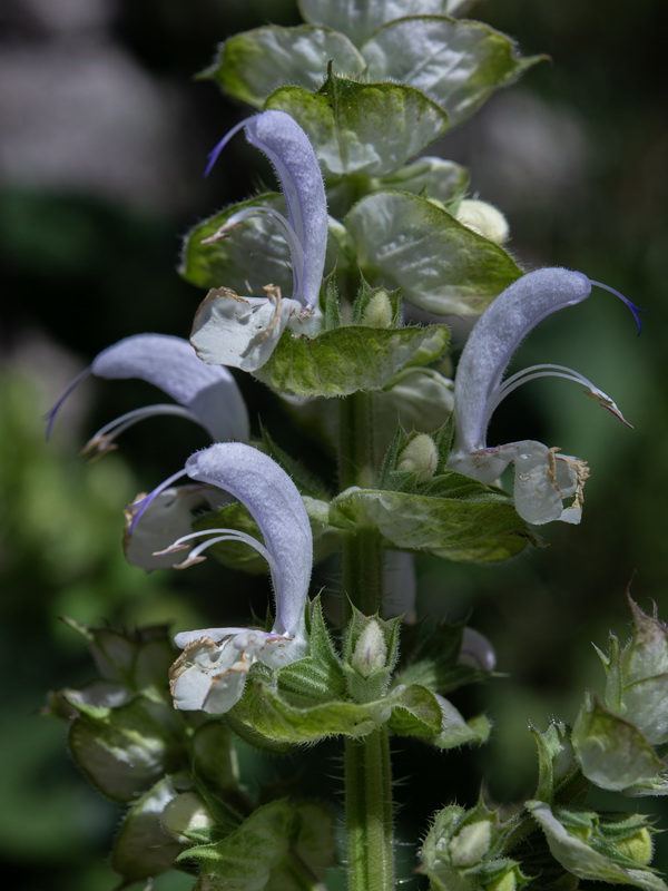 Salvia sclarea.33