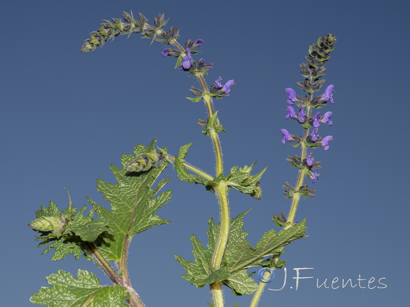 Salvia verbenaca.17