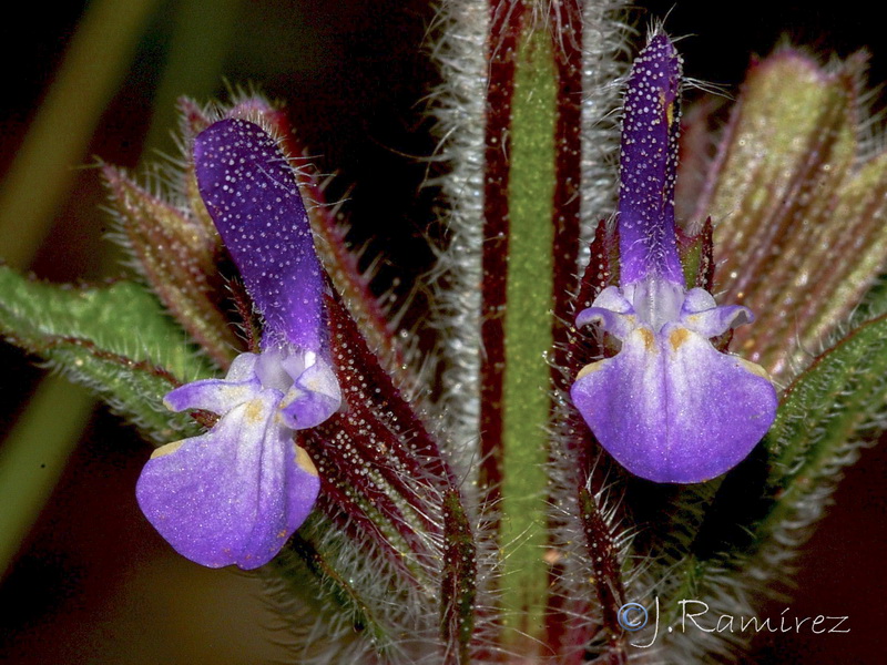 Salvia viridis.09