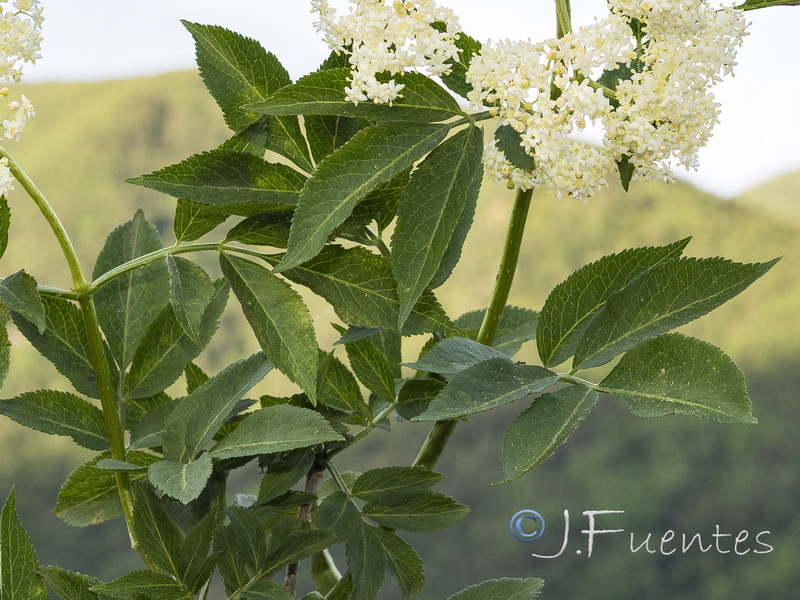 Sambucus nigra.02