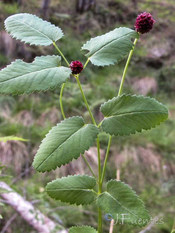 Sanguisorba officinalis.03