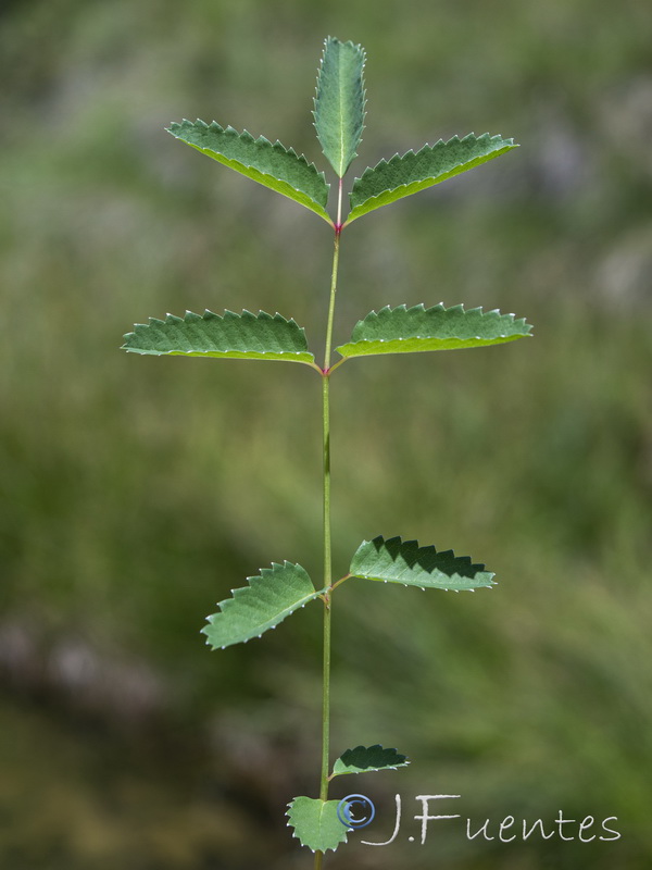 Sanguisorba officinalis.08