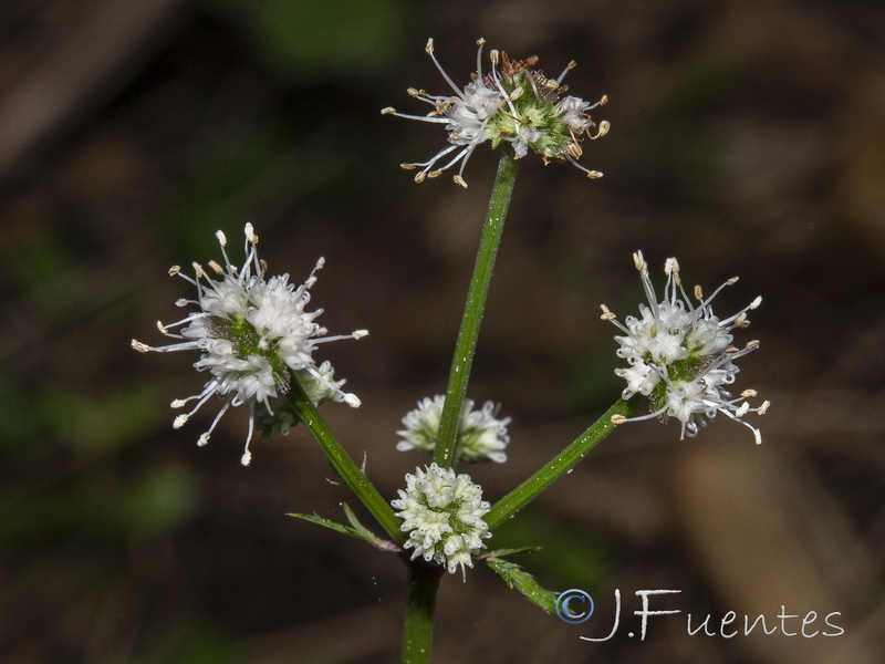 Sanicula europaea.15