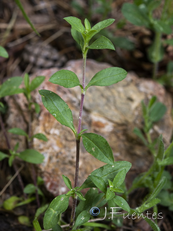 Saponaria ocymoides.05