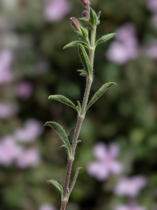 Saponaria ocymoides.19