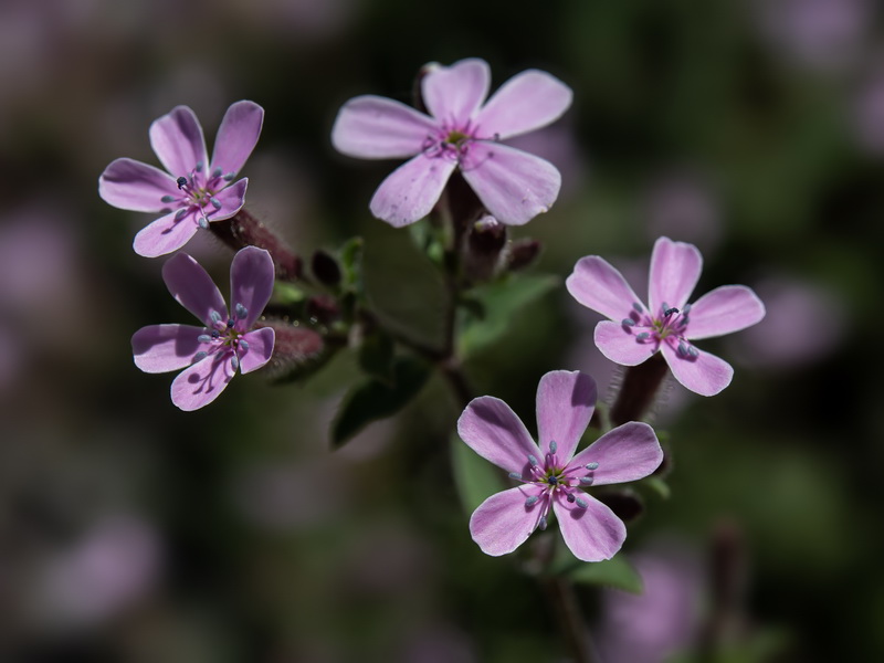 Saponaria ocymoides.31