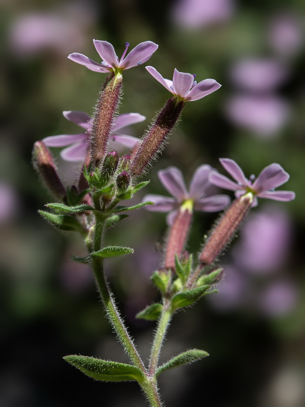 Saponaria ocymoides.26