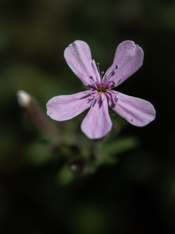 Saponaria ocymoides.33