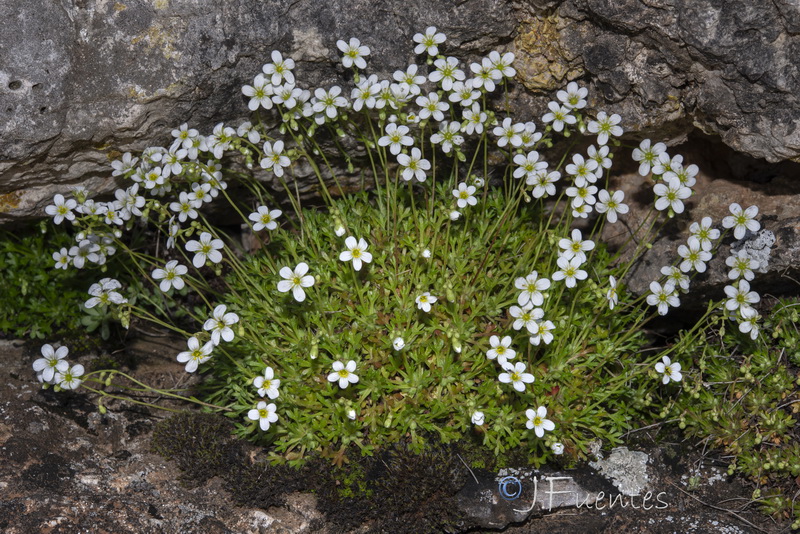 Saxifraga globulifera.05