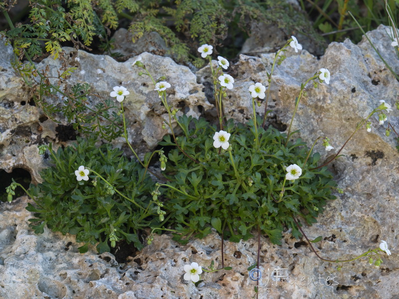 Saxifraga globulifera.16