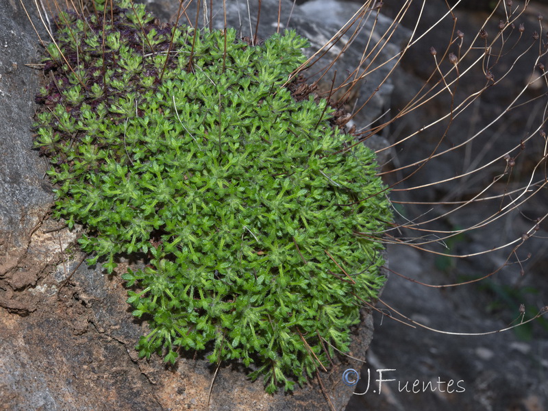 Saxifraga globulifera.18