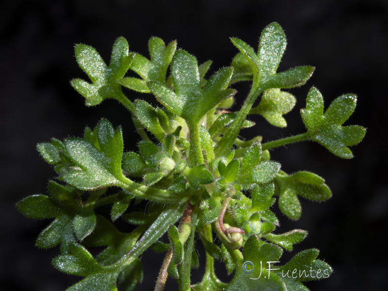 Saxifraga globulifera.21