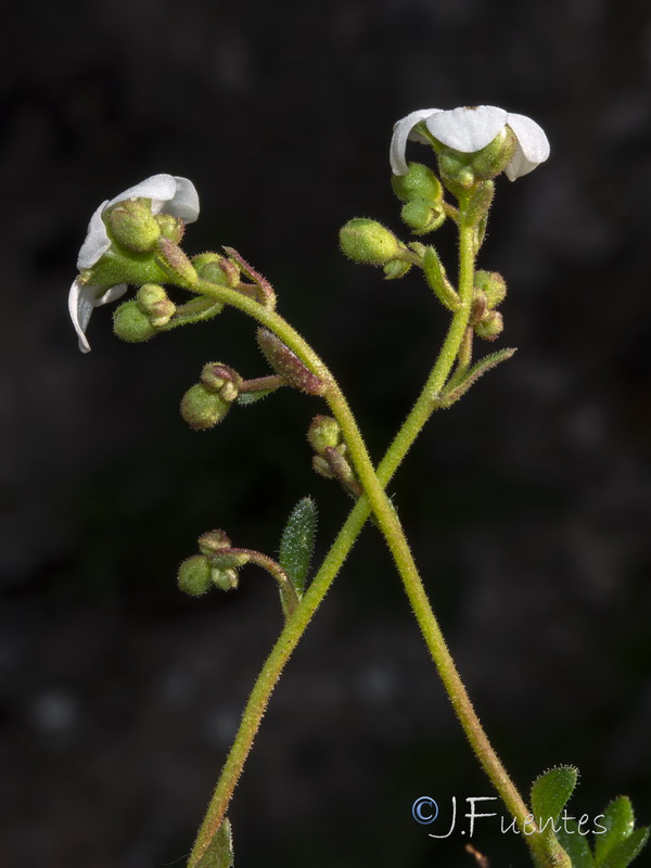 Saxifraga globulifera.22