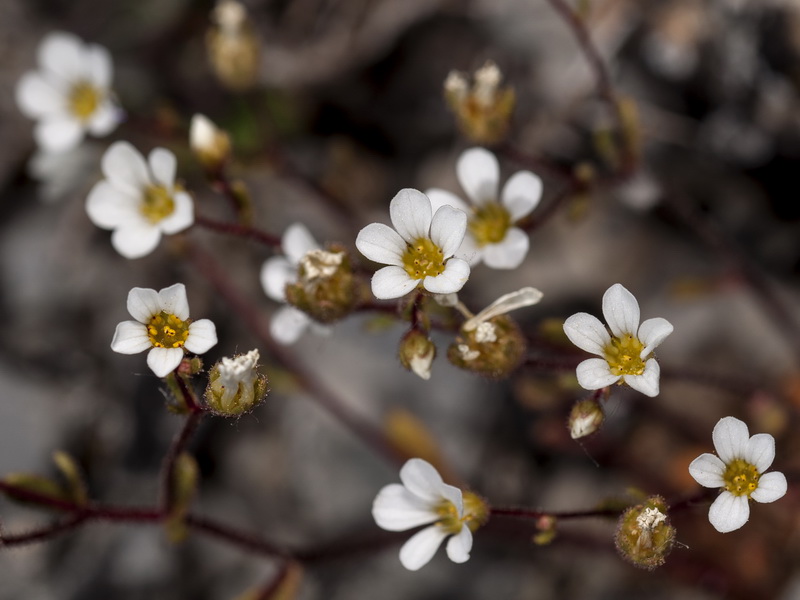 Saxifraga haenseleri.06