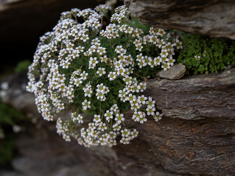 Saxifraga nevadensis.35