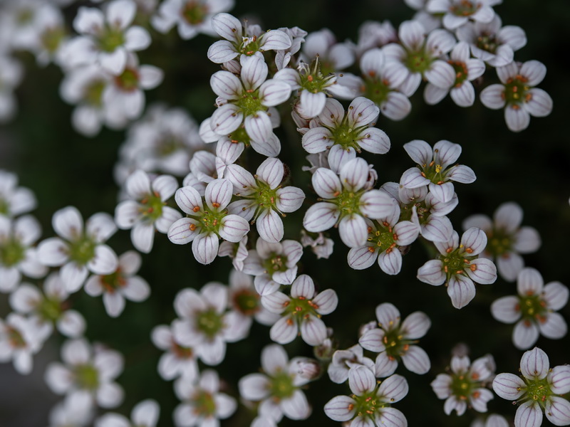 Saxifraga nevadensis.24