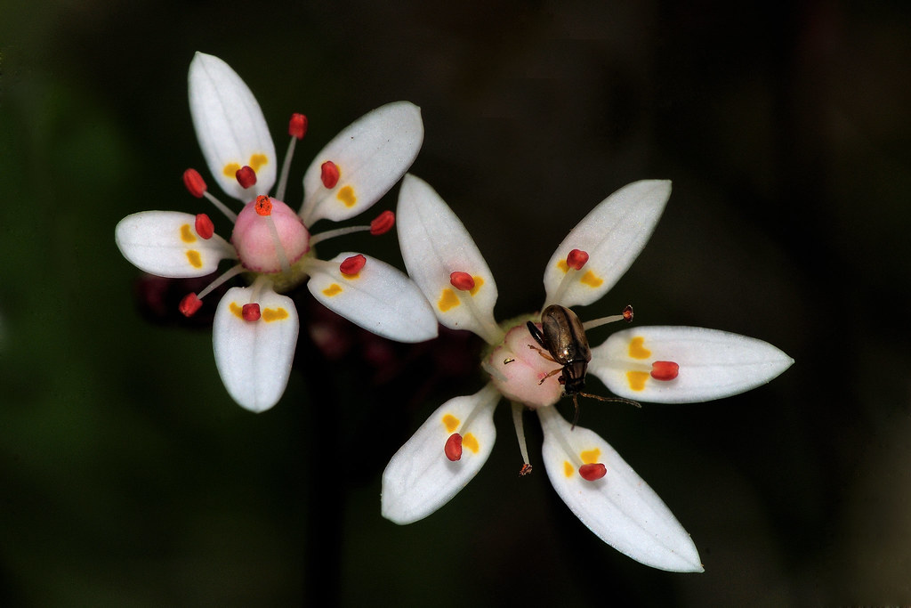 Saxifraga stellaris robusta