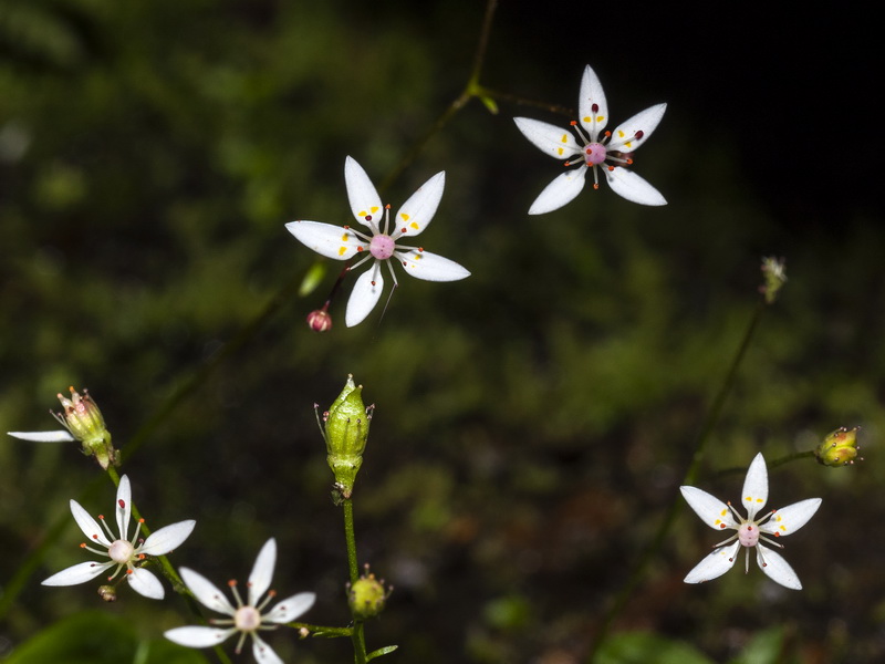 Saxifraga stellaris robusta.09