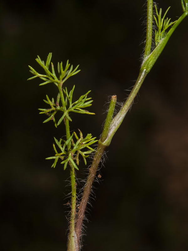 Scandix australis microcarpa.02