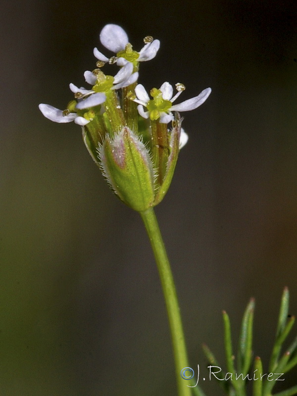 Scandix australis microcarpa.07