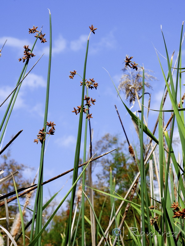 Schoenoplectus lacustris lacustris.01