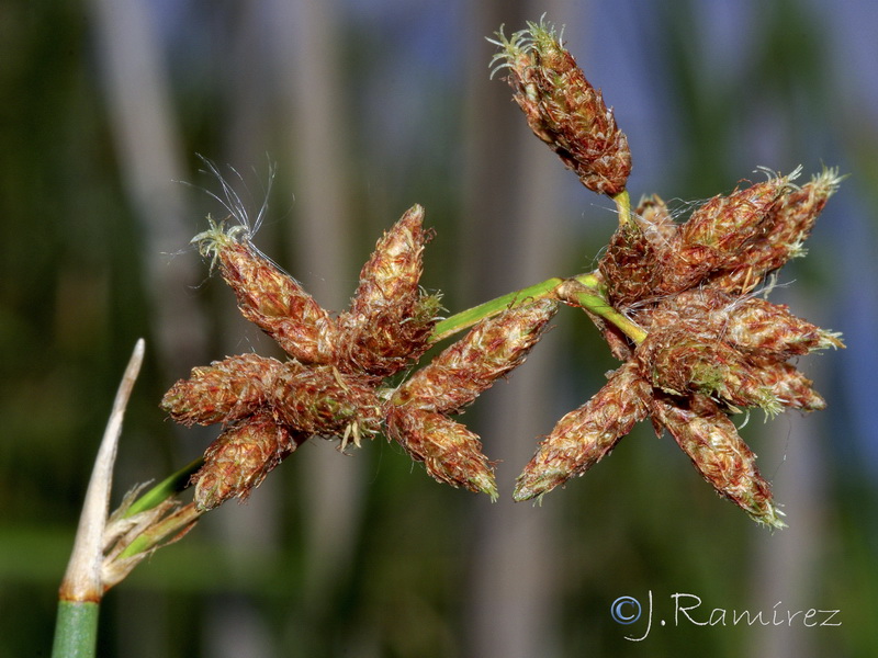 Schoenoplectus lacustris lacustris.02