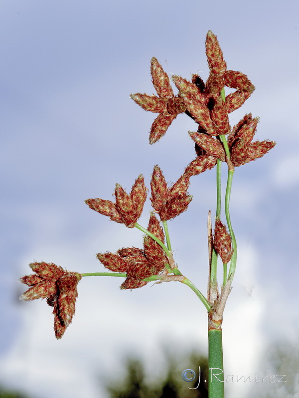 Schoenoplectus lacustris lacustris.03