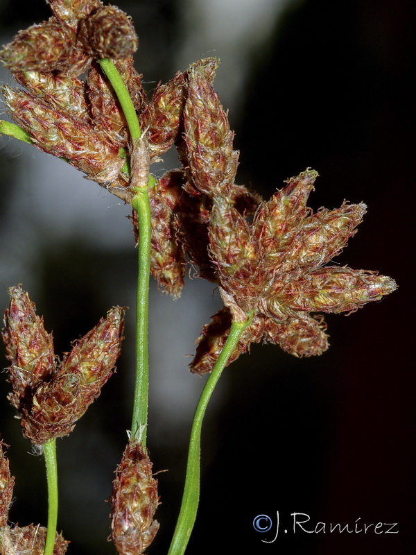 Schoenoplectus lacustris lacustris.04