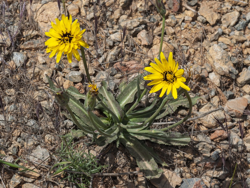 Scorzonera hispanica.02