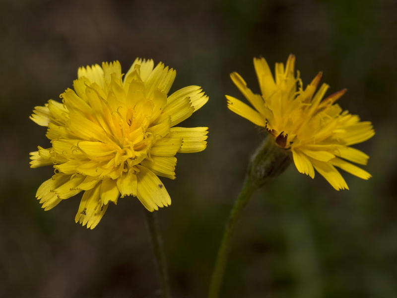 Scorzoneroides carpetana nevadensis.09