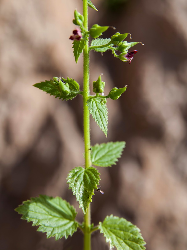 Scrophularia arguta.02