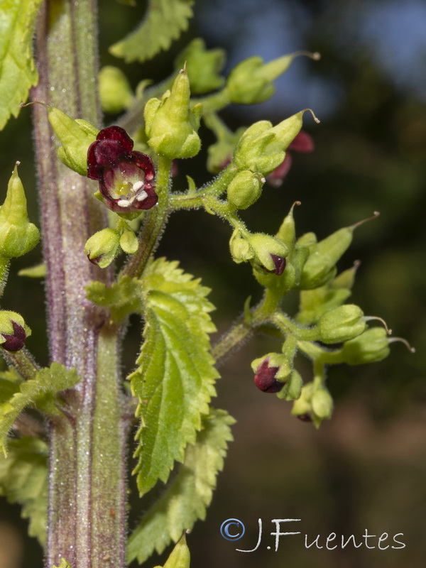 Scrophularia arguta.10