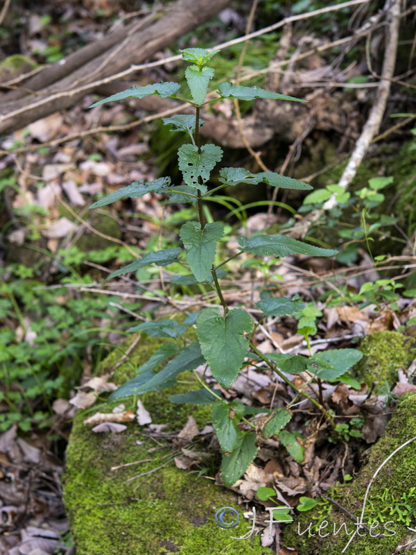 Scrophularia laxiflora.01