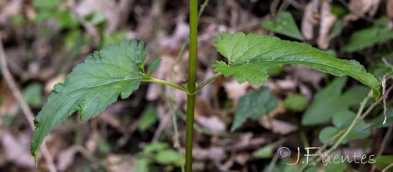 Scrophularia laxiflora.04