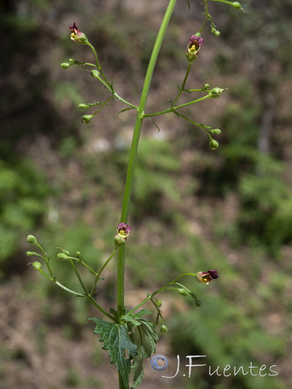 Scrophularia laxiflora.05