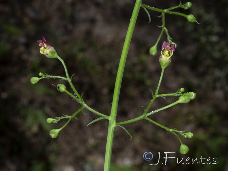 Scrophularia laxiflora.06