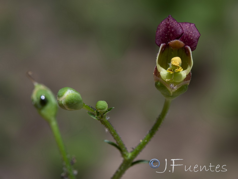 Scrophularia laxiflora.07