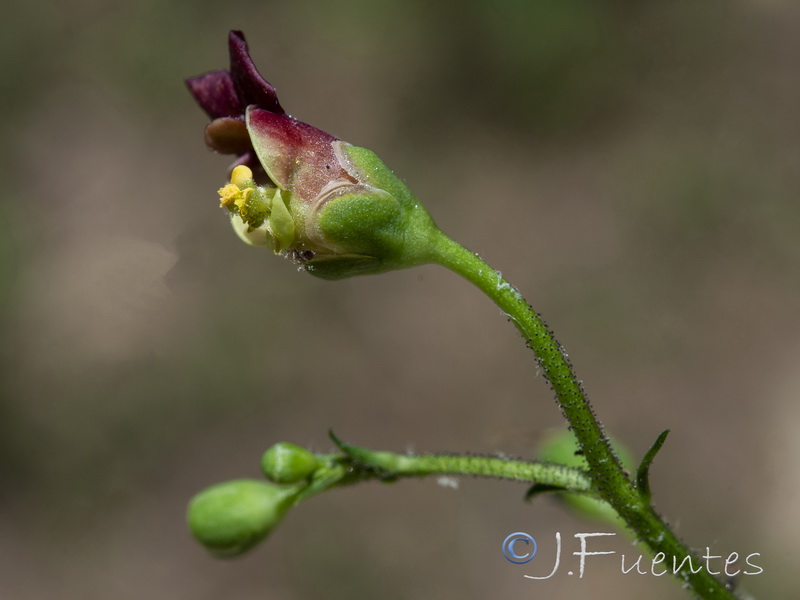 Scrophularia laxiflora.08