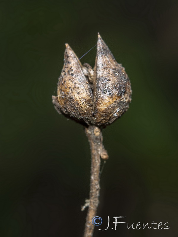 Scrophularia laxiflora.09