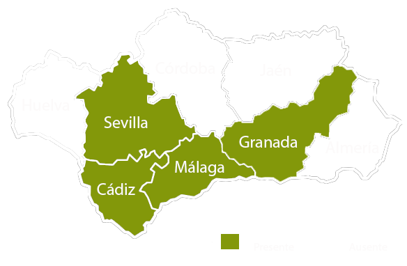 Andalucia copia