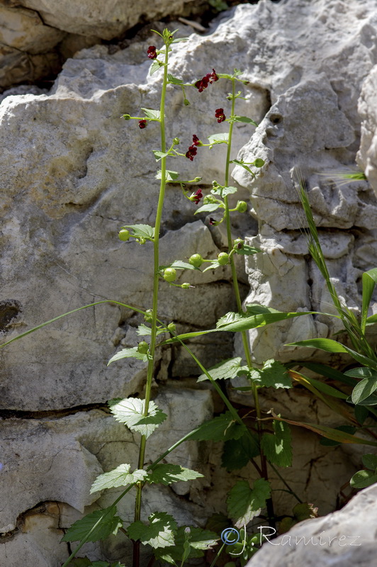 Scrophularia peregrina.01