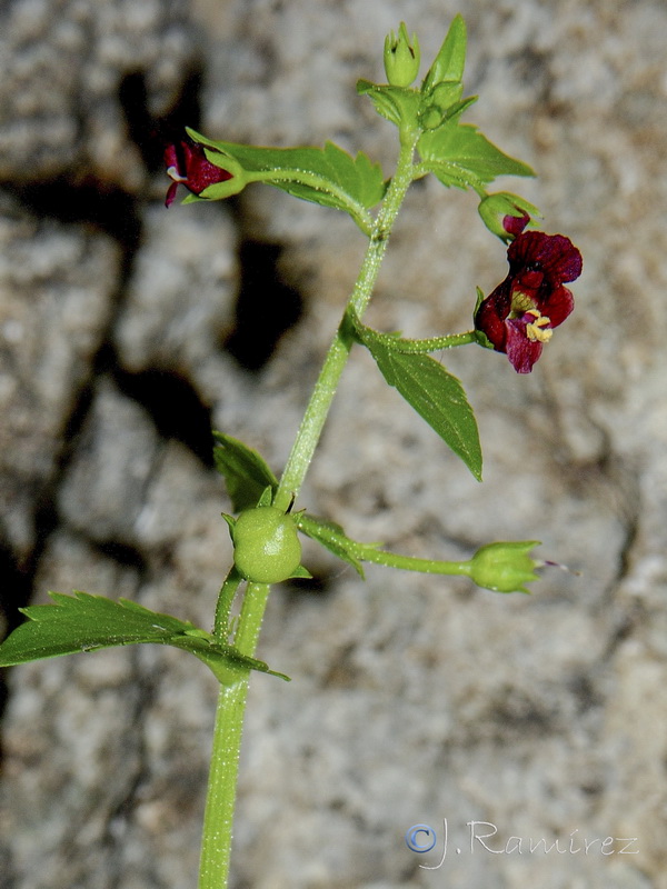 Scrophularia peregrina.02