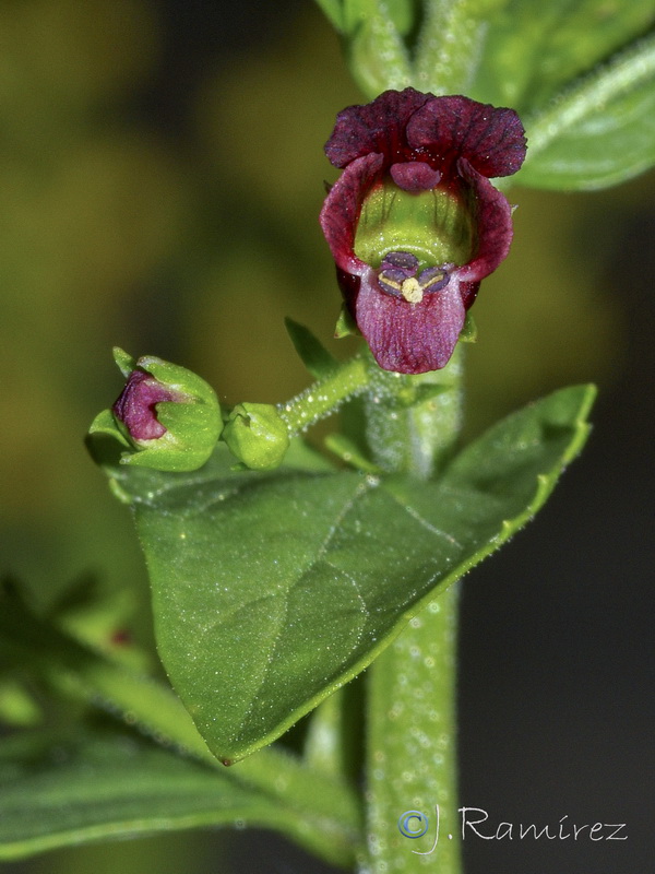 Scrophularia peregrina.03