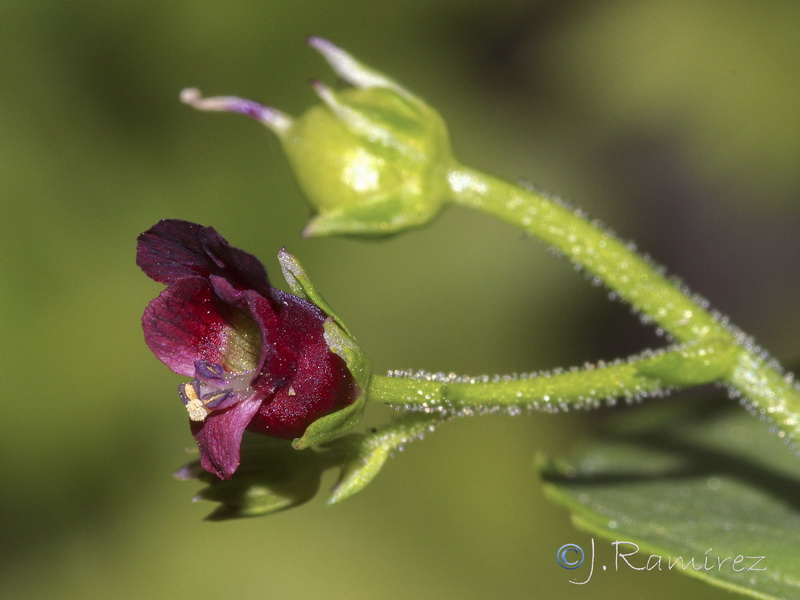 Scrophularia peregrina.04