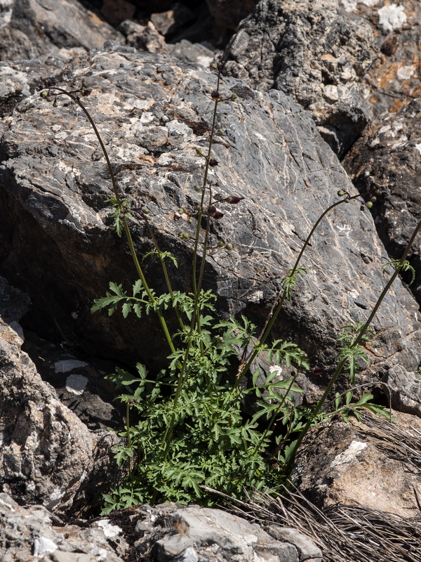 Scrophularia tanacetifolia.01