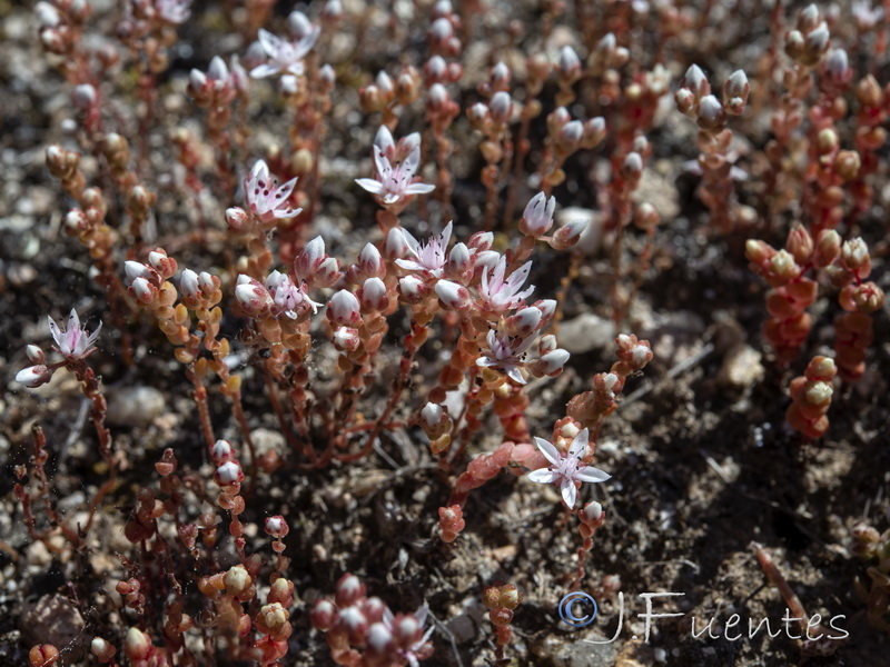 Sedum arenarium.06