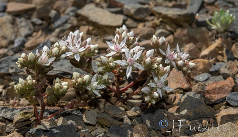 Sedum arenarium.04